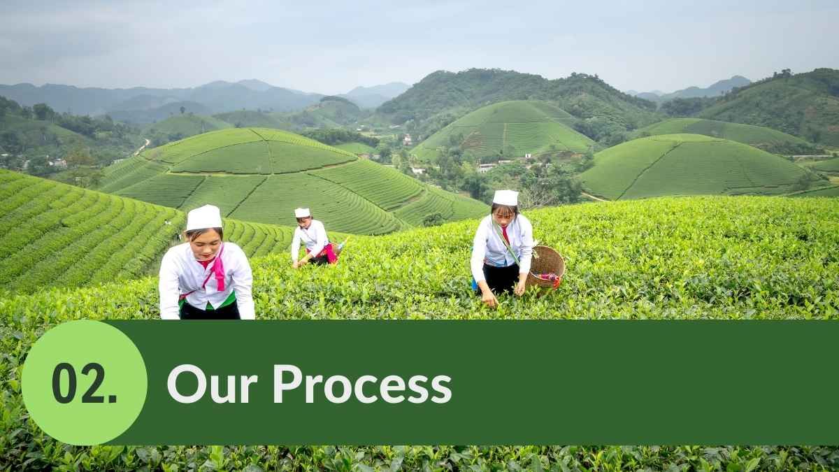 Apresentação do plano de negócios agrícola e minimalista - slide 8
