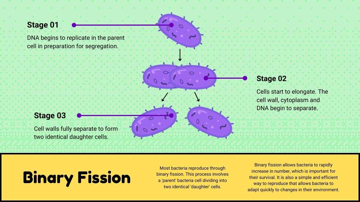 Bacteria and Viruses Lesson for Elementary - slide 14
