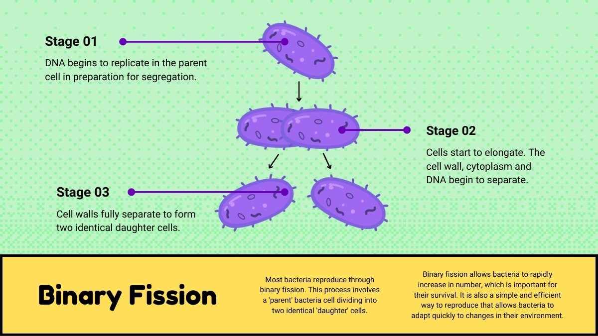 Bacteria and Viruses Lesson for Elementary - slide 13