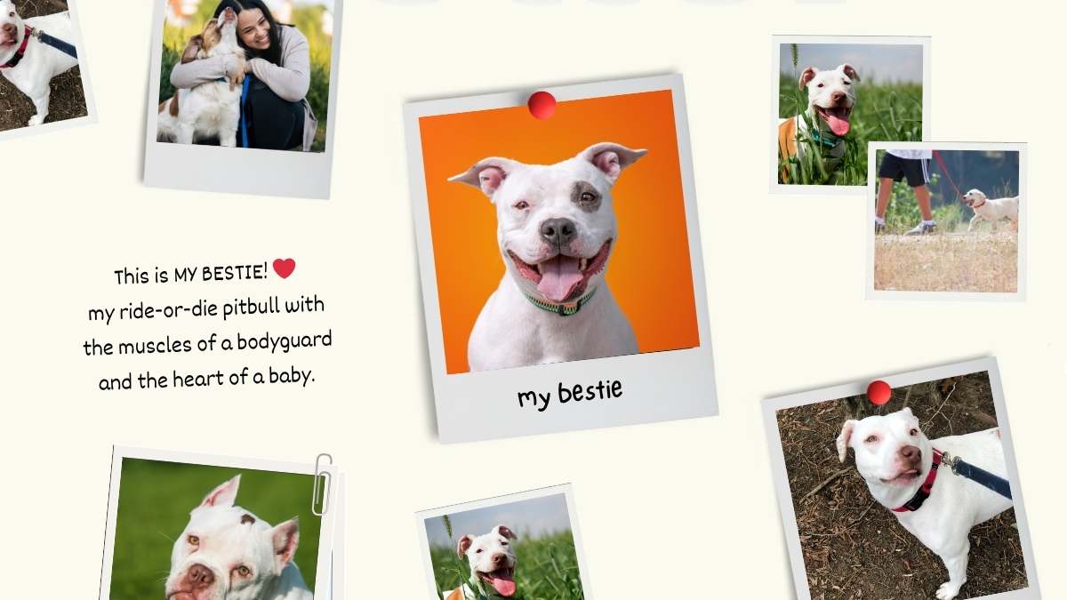 Cute Back to School Self-Introduction with Morph Transition - slide 8