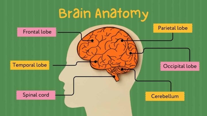 Slides About The Brain. Free Slides Template — SlidesCarnival