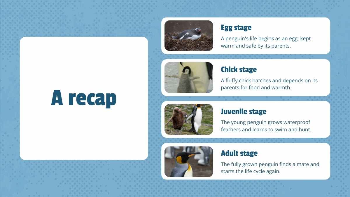 Cute Life Cycle of Penguin Lesson Slides - slide 12