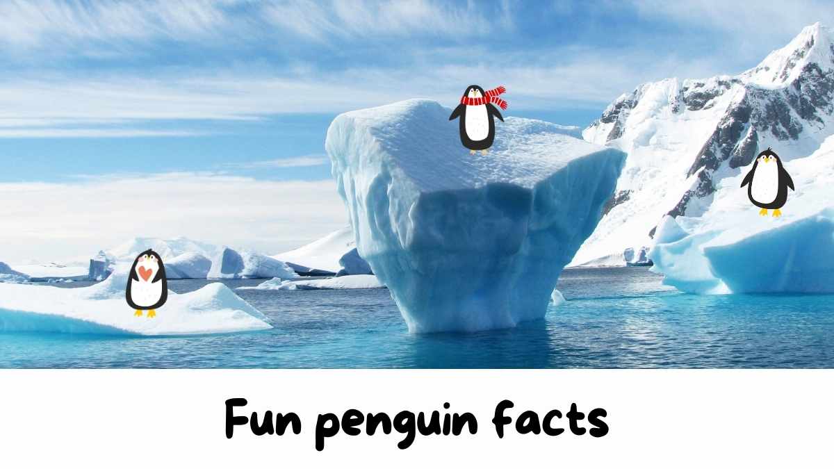 Cute Penguin Background Slides - slide 9