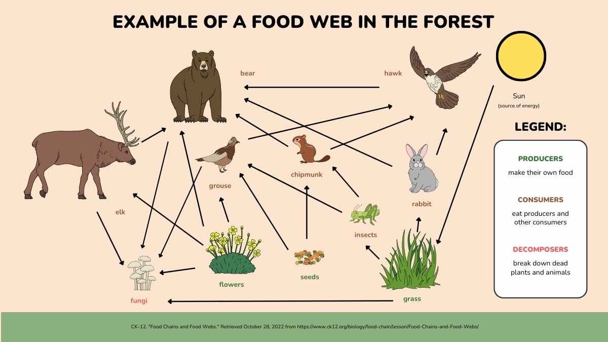 Food Webs Lesson for Elementary - slide 8