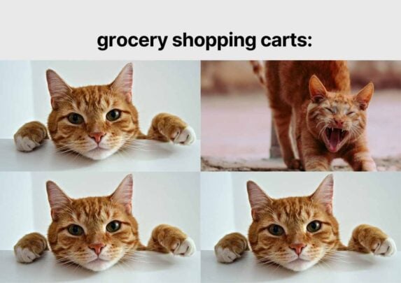 Cat Meme. Free PPT & Google Slides Template — SlidesCarnival
