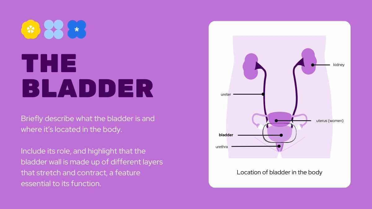 Geometric Bladder Cancer Slides - slide 4