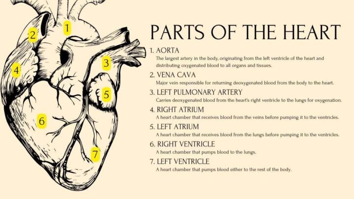 Human Body Systems Lesson for Middle School. Free PPT & Google Slides ...