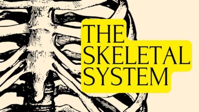 Human Body Systems Lesson for Middle School. Free PPT & Google Slides ...