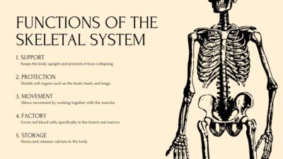 Human Body Systems Lesson for Middle School. Free PPT & Google Slides ...
