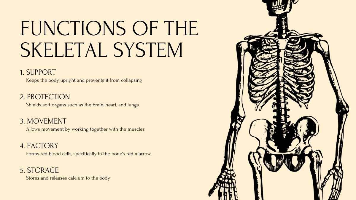 Lição sobre os sistemas do corpo humano para o ensino médio - slide 12