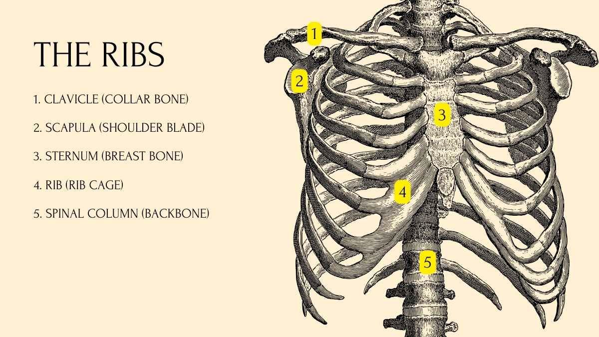 中学校向けの人体のシステムのレッスン - slide 14