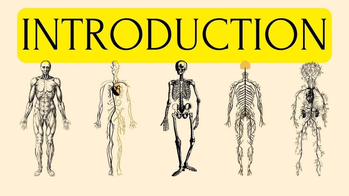 Lição sobre os sistemas do corpo humano para o ensino médio - slide 3
