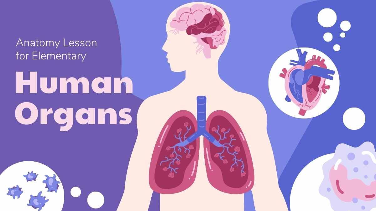 Aula de anatomia ilustrada sobre órgãos humanos - slide 0