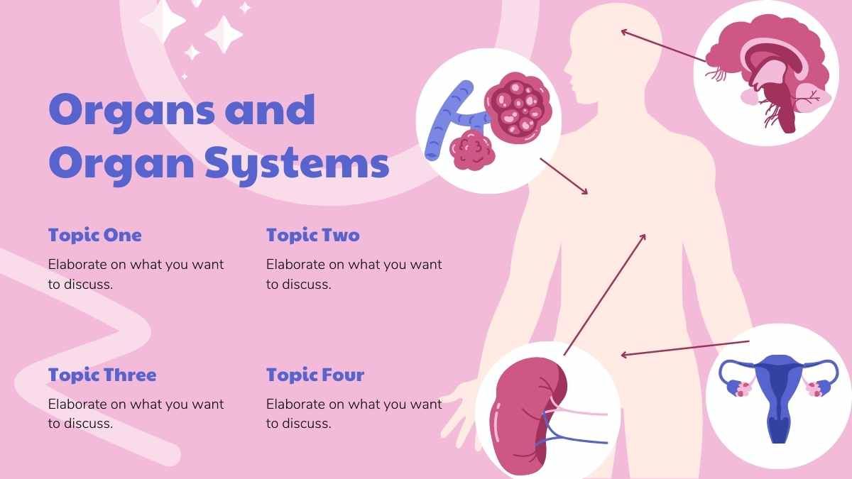 Illustrated Anatomy Lesson Human Organs - slide 6
