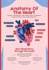 Illustrated Anatomy of the Heart 1