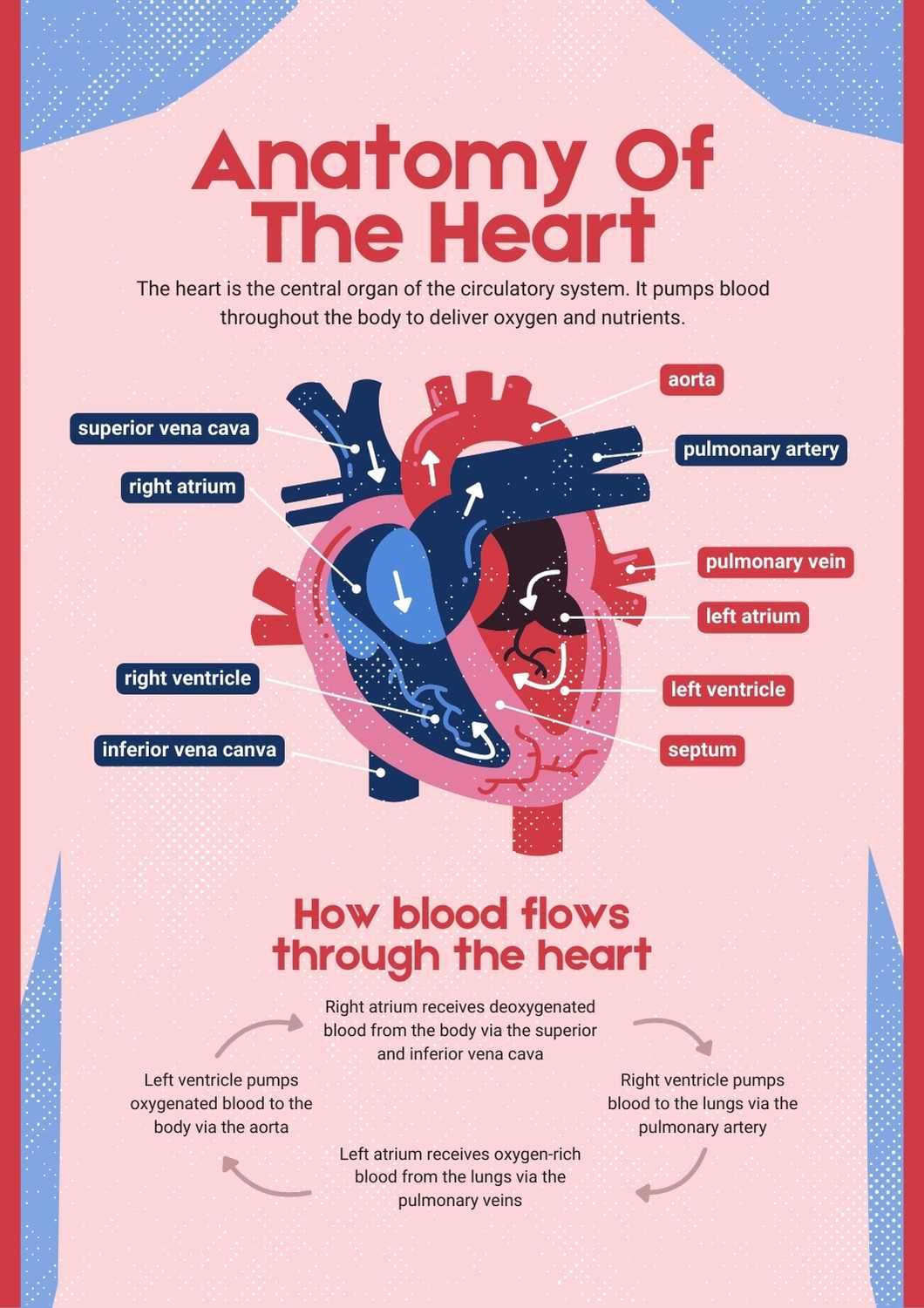 Illustrated Anatomy of the Heart - slide 1