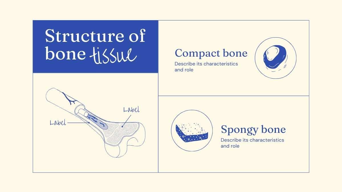 Illustrated Bones Slides - slide 11