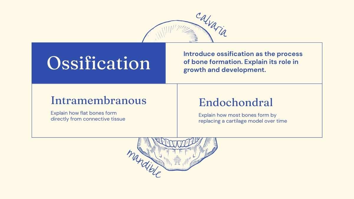 Illustrated Bones Slides - slide 12