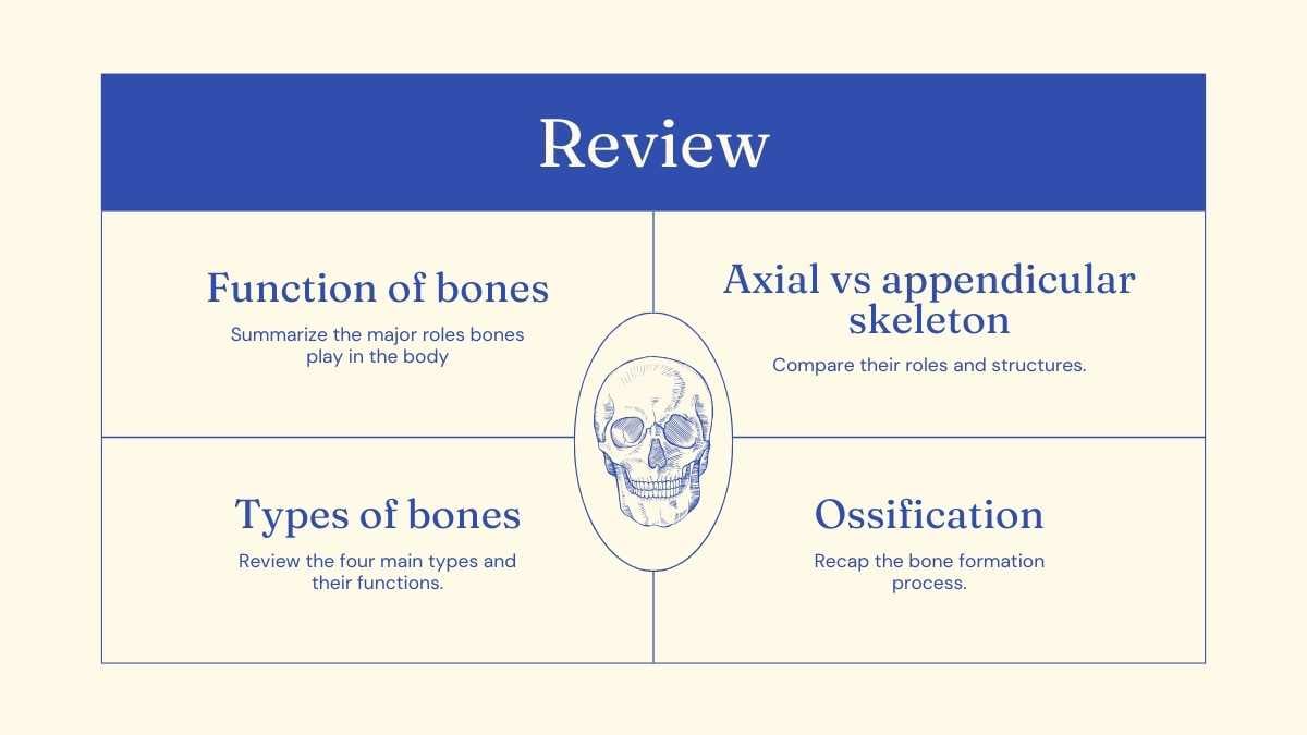 Illustrated Bones Slides - slide 13