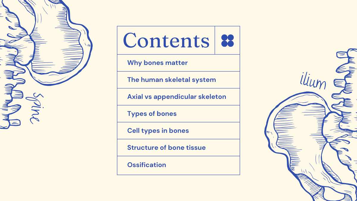 Illustrated Bones Slides - slide 2