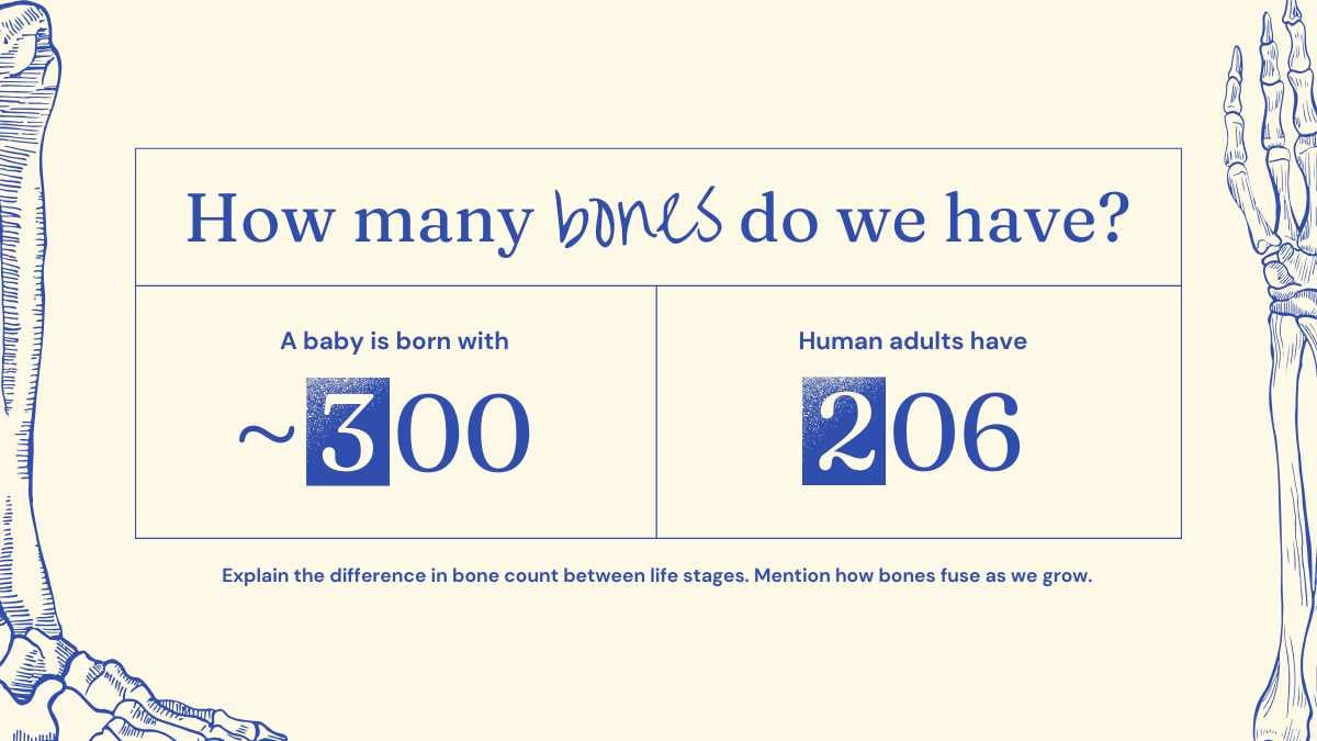 Illustrated Bones Slides - slide 3