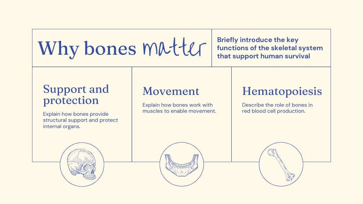 Illustrated Bones Slides - slide 4