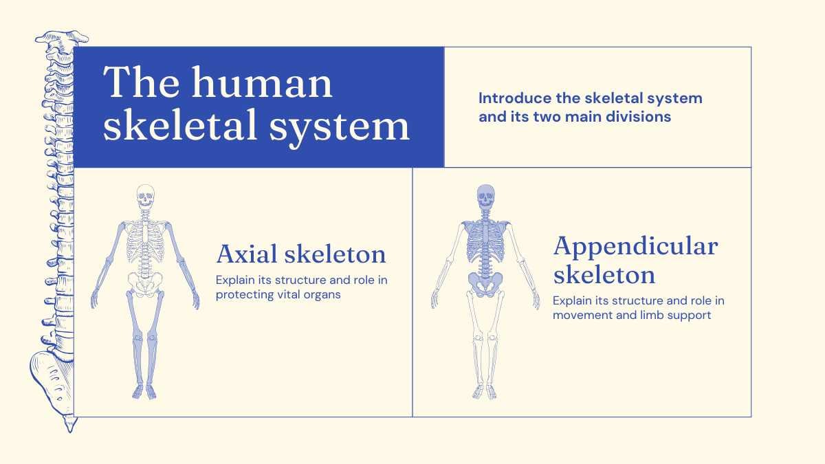 Illustrated Bones Slides - slide 5