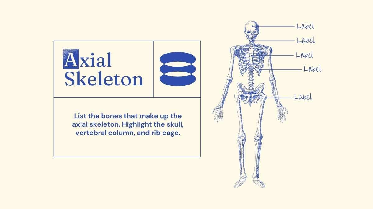 Illustrated Bones Slides - slide 6