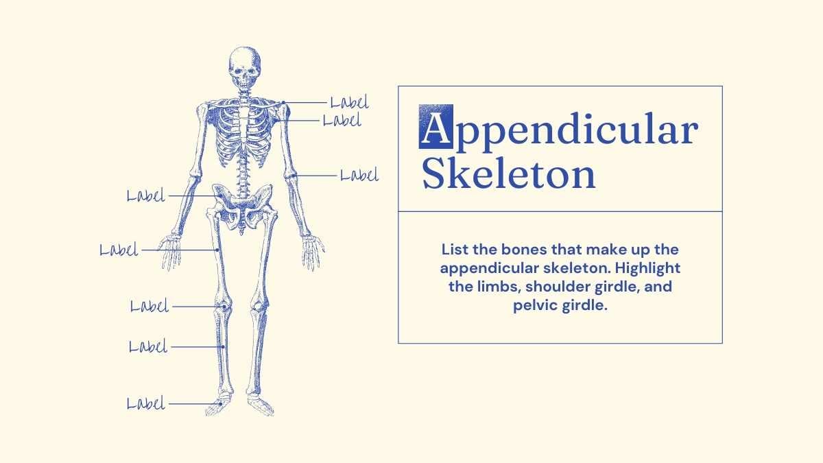 Illustrated Bones Slides - slide 7