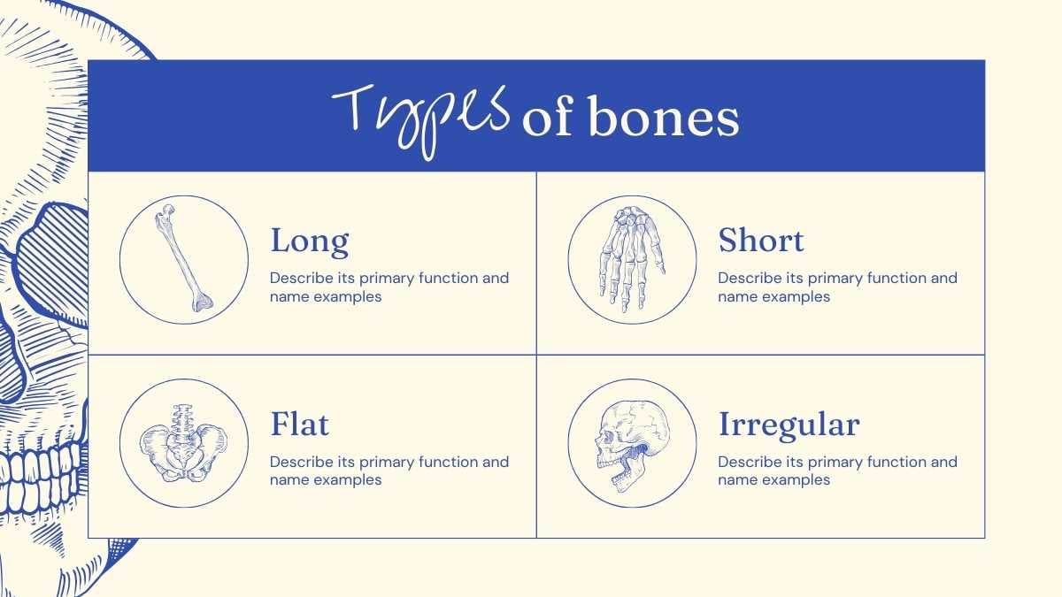 Illustrated Bones Slides - slide 9