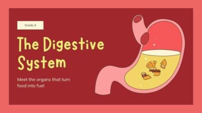 Illustrated Digestive System Slides for Grade 4 1