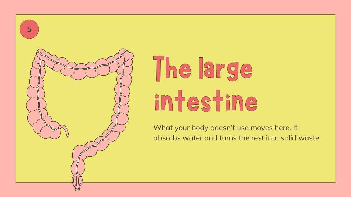 Illustrated Digestive System Slides for Grade 4 - slide 10