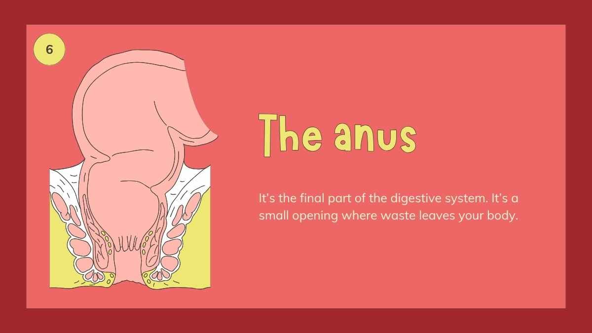 Illustrated Digestive System Slides for Grade 4 - slide 11