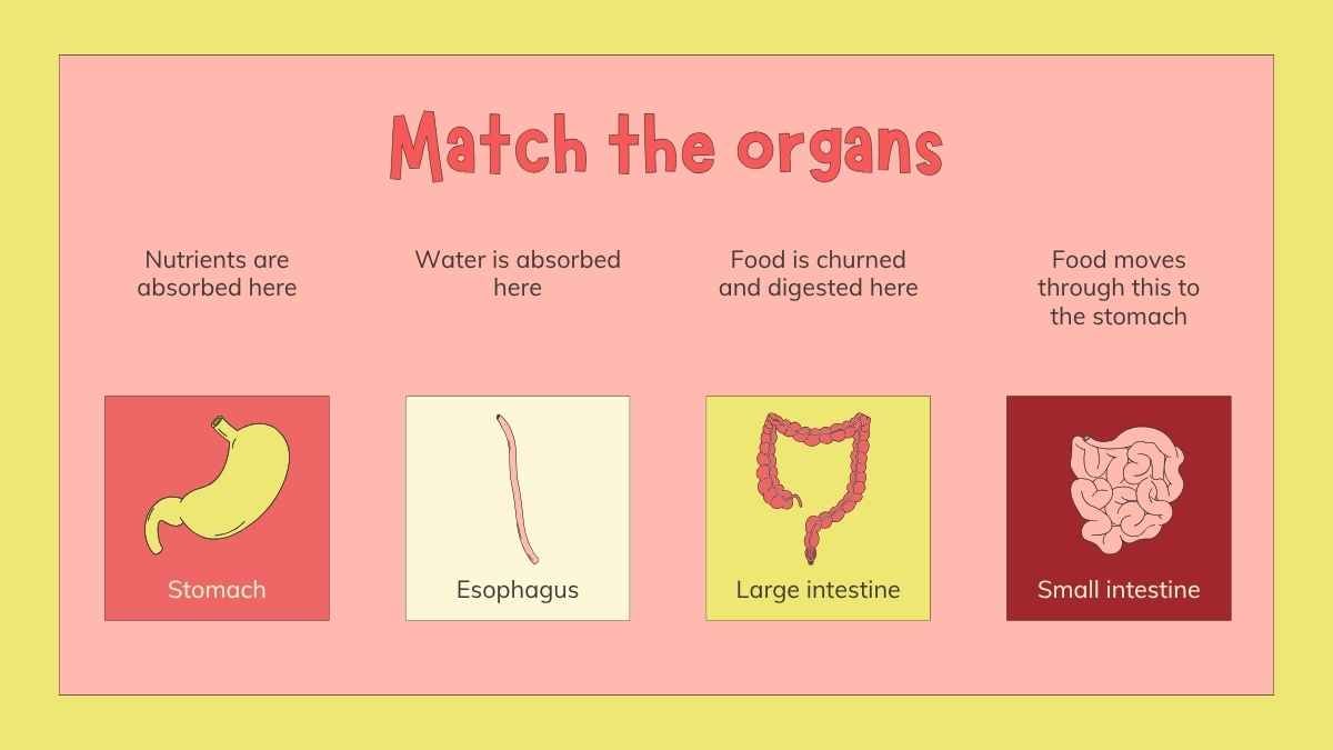 Illustrated Digestive System Slides for Grade 4 - slide 12