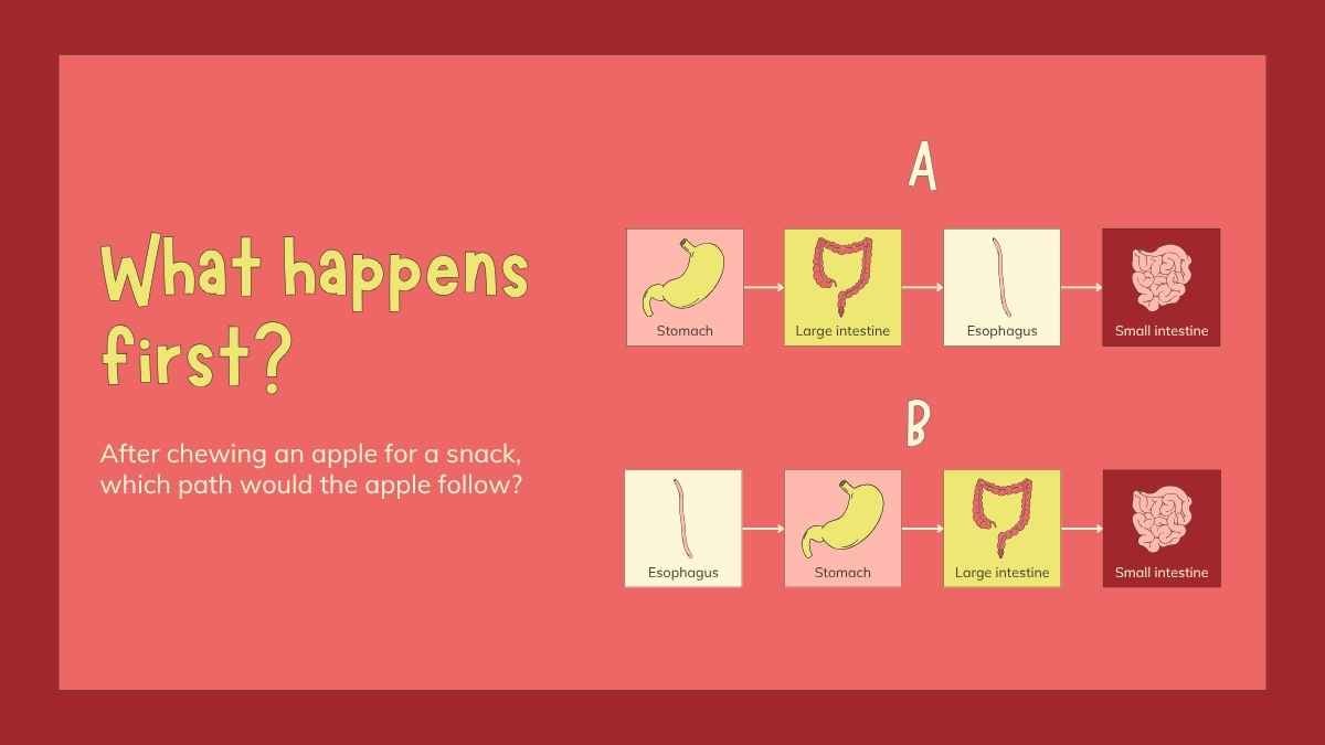 Illustrated Digestive System Slides for Grade 4 - slide 3