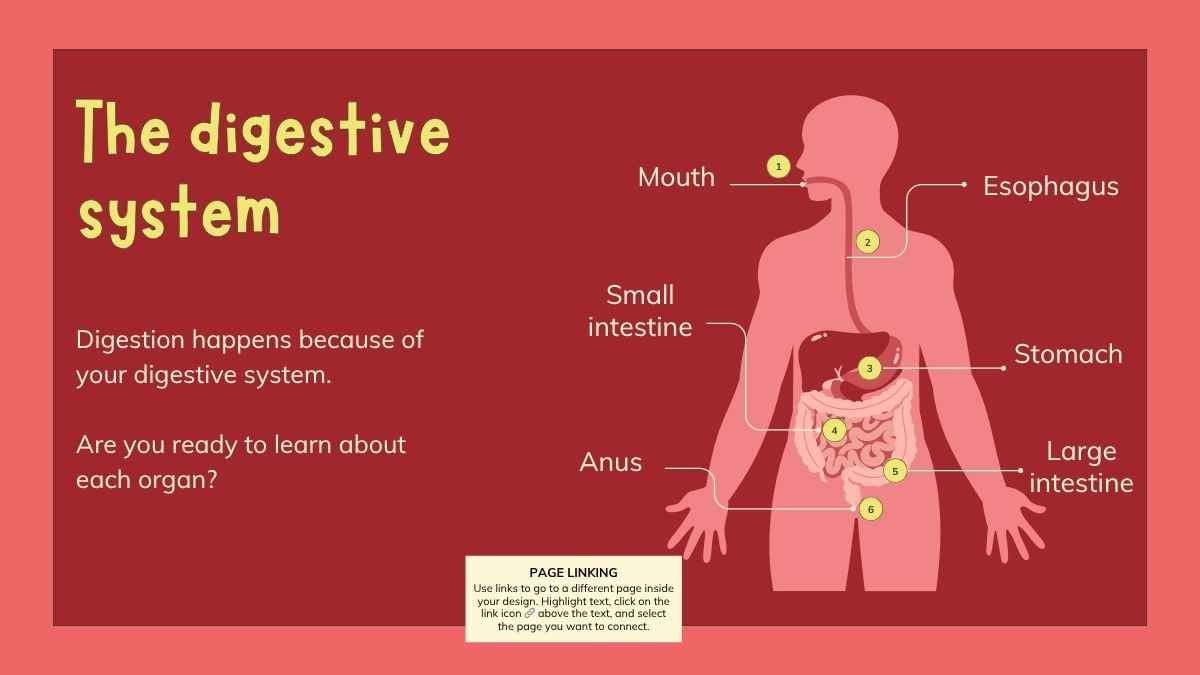 Illustrated Digestive System Slides for Grade 4 - slide 5