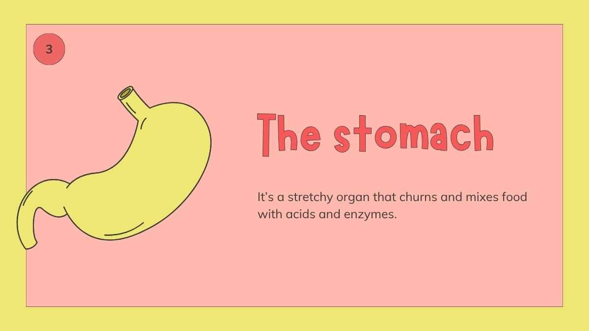 Illustrated Digestive System Slides for Grade 4 - slide 8