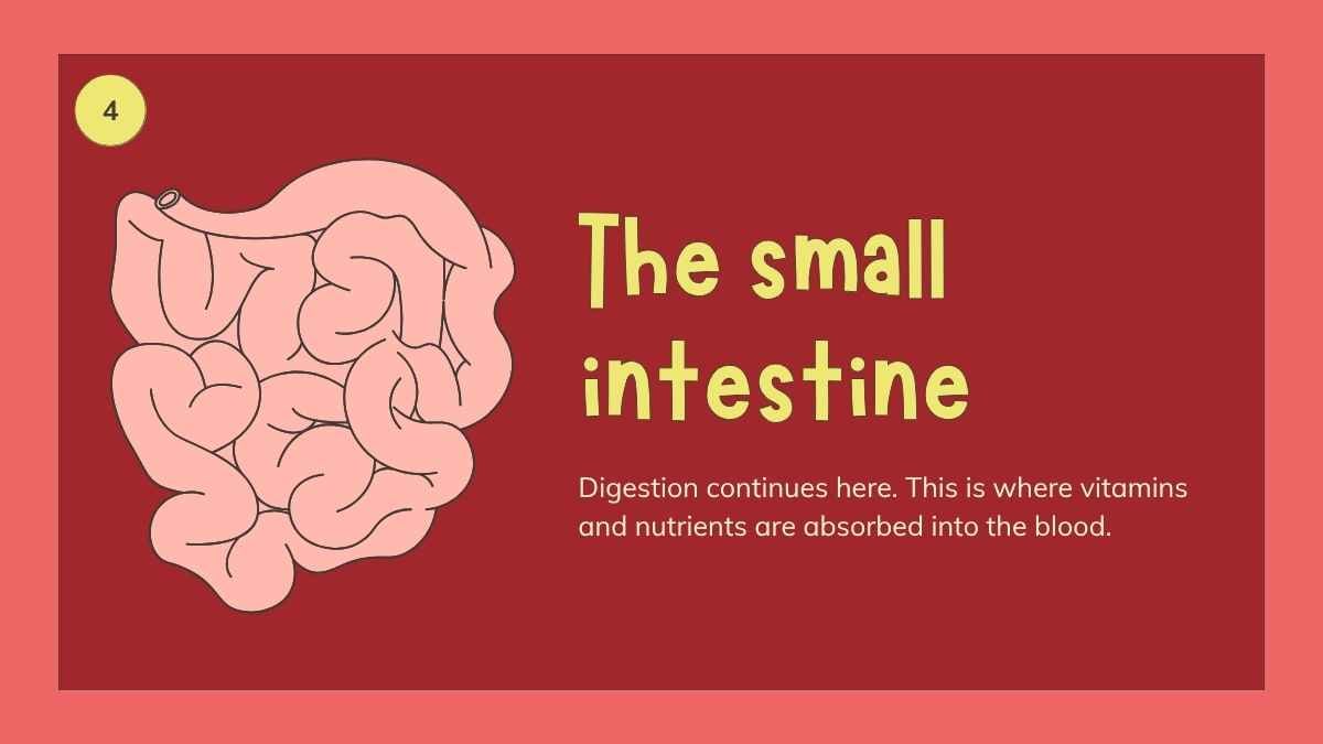 Illustrated Digestive System Slides for Grade 4 - slide 9