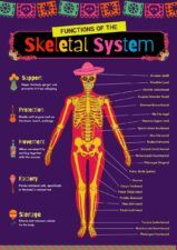 Illustrated Functions of the Skeletal System Poster