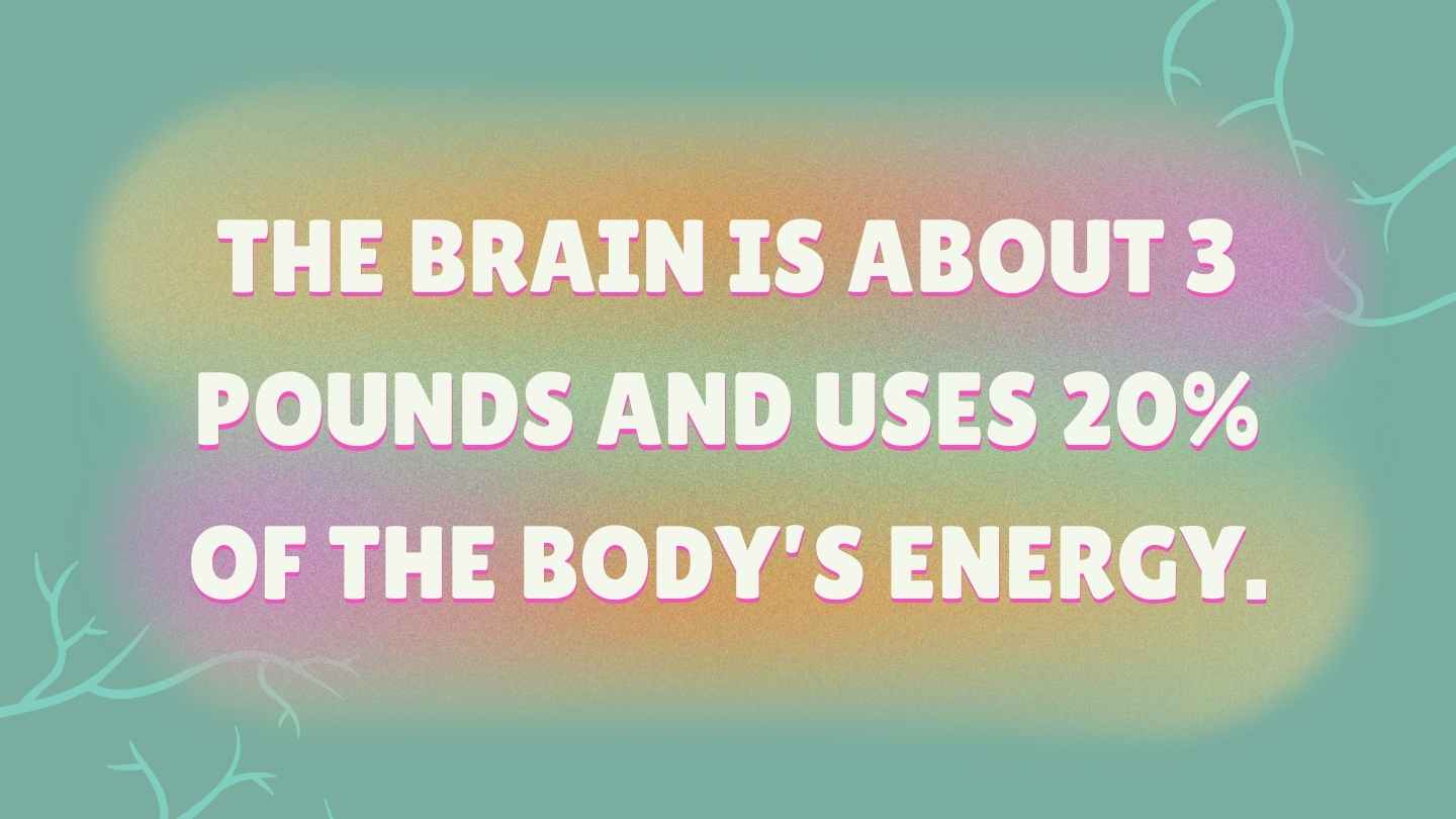 Illustrated Introduction to the Nervous System Slides - slide 12