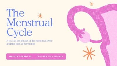 Illustrated Menstrual Cycle Slides For Grade 10 1