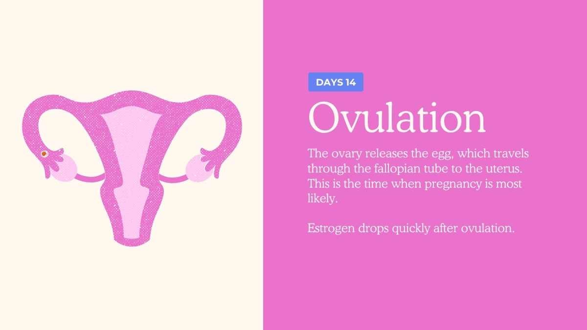 Illustrated Menstrual Cycle Slides For Grade 10 - slide 10
