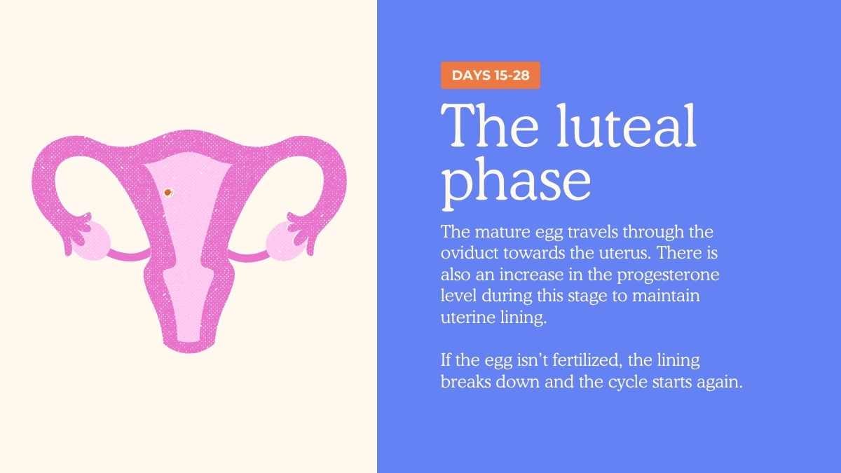 Illustrated Menstrual Cycle Slides For Grade 10 - slide 11