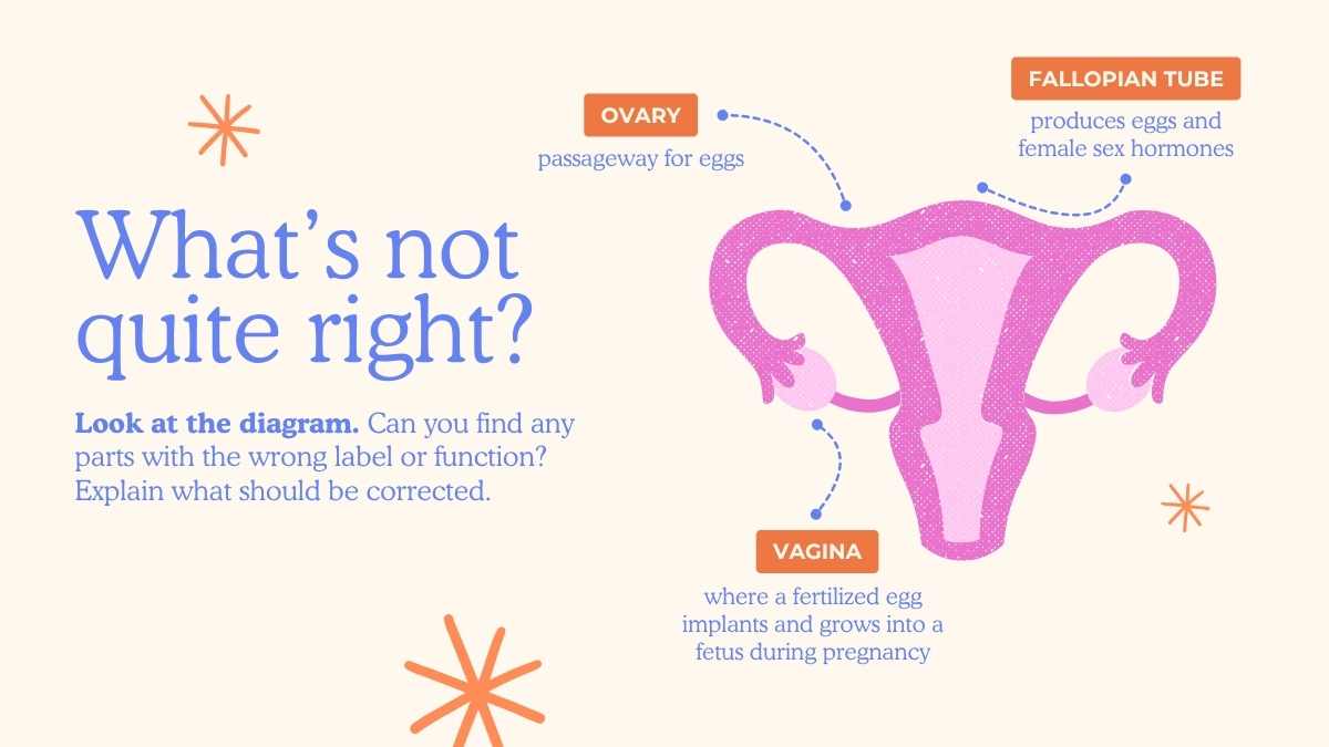 Illustrated Menstrual Cycle Slides For Grade 10 - slide 3