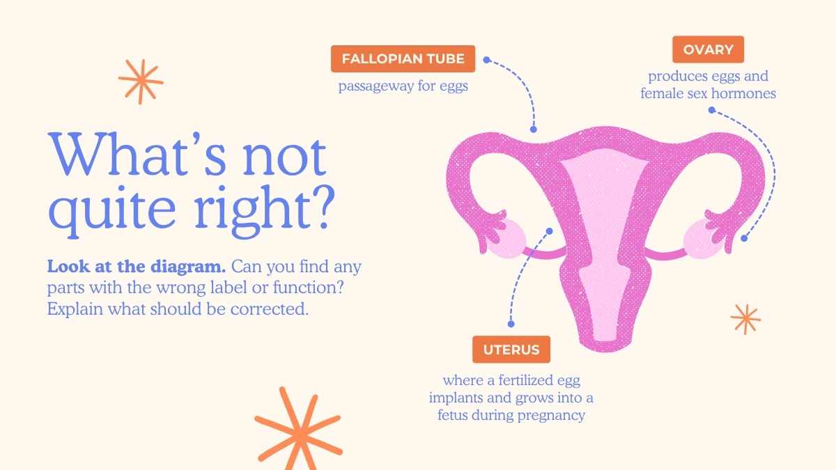 Illustrated Menstrual Cycle Slides For Grade 10 - slide 4