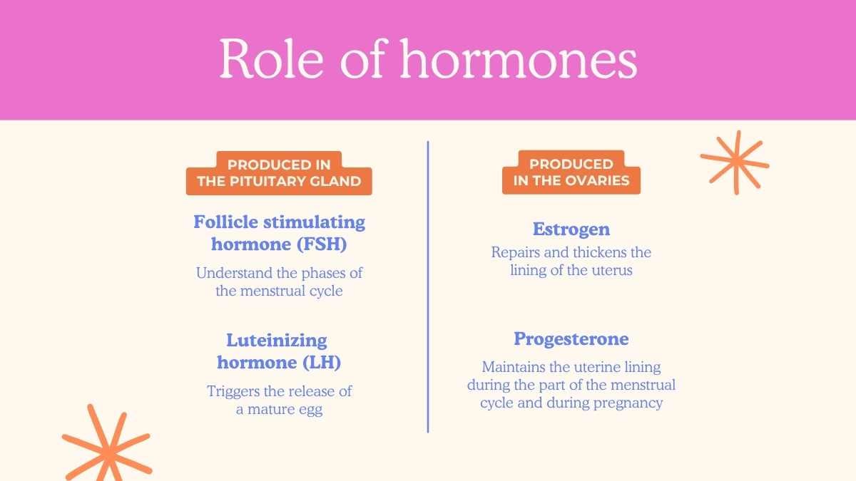 Illustrated Menstrual Cycle Slides For Grade 10 - slide 6