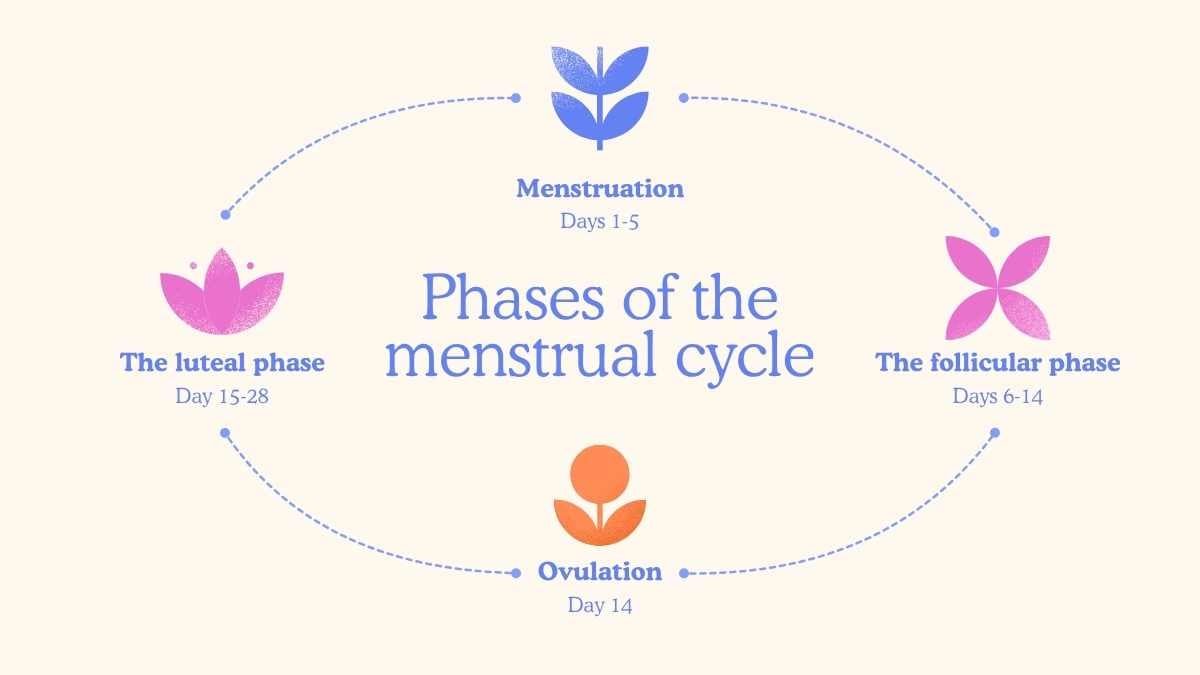 Illustrated Menstrual Cycle Slides For Grade 10 - slide 7