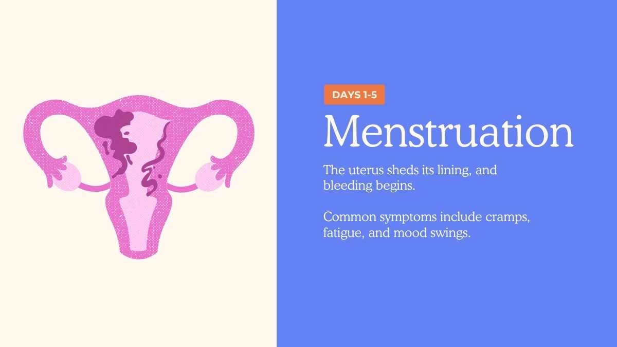 Illustrated Menstrual Cycle Slides For Grade 10 - slide 8