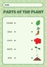 Illustrated Parts of the Plant Matching Type Worksheet