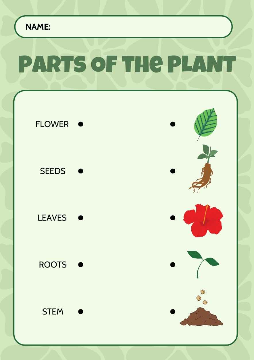 Illustrated Parts of the Plant Matching Type Worksheet Slides - slide 1